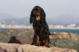 KING CHARLES SPANIEL 048